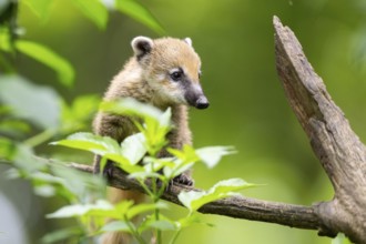 South American coati (Nasua nasua) youngster klimbing a little tree, captive, Zoo Augsburg