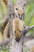 South American coati (Nasua nasua) youngsters klimbing in a tree, captive, Zoo Augsburg