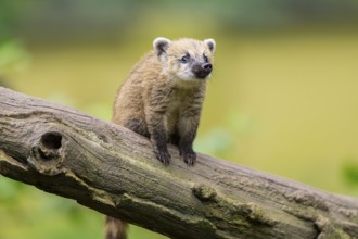 South American coati (Nasua nasua) youngster on an old tree trunk, captive, Zoo Augsburg