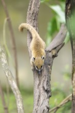 South American coati (Nasua nasua) youngster klimbing a little tree, captive, Zoo Augsburg