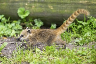South American coati (Nasua nasua) youngster walking on the ground, captive, Zoo Augsburg