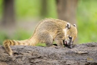 South American coati (Nasua nasua) youngster standing on the ground, captive, Zoo Augsburg