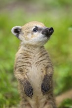 South American coati (Nasua nasua) youngster standing on the ground, captive, Zoo Augsburg