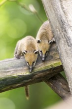 South American coati (Nasua nasua) youngsters on an old tree trunk, captive, Zoo Augsburg