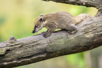 South American coati (Nasua nasua) youngster klimbing in a tree, captive, Zoo Augsburg