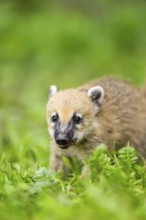 South American coati (Nasua nasua) youngster walking on the ground, captive, Zoo Augsburg