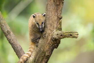 South American coati (Nasua nasua) youngster klimbing a little tree, captive, Zoo Augsburg