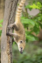 South American coati (Nasua nasua) youngster klimbing a little tree, captive, Zoo Augsburg