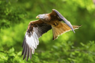 Red kite (Milvus milvus) flying in a forest in early summer, Bavaria, Germany