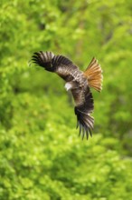 Red kite (Milvus milvus) flying in a forest in early summer, Bavaria, Germany