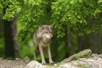 Eastern wolf (Canis lupus lycaon) standing on a little hill, Bavaria, Germany