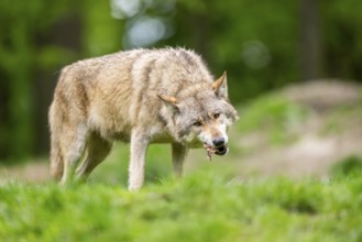 Eastern wolves (Canis lupus lycaon) standing on a meadow, Bavaria, Germany