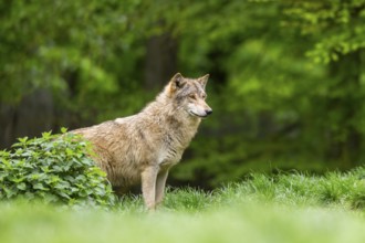 Eastern wolf (Canis lupus lycaon) standing on a meadow, Bavaria, Germany