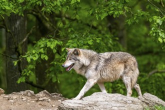 Eastern wolves (Canis lupus lycaon) walking on a little hill, Bavaria, Germany