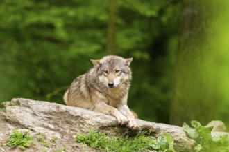 Eastern wolf (Canis lupus lycaon) lying on a little hill, Bavaria, Germany
