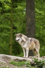 Eastern wolf (Canis lupus lycaon) standing on a little hill, Bavaria, Germany