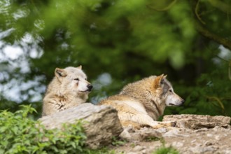 Eastern wolves (Canis lupus lycaon) lying on a little hill, Bavaria, Germany