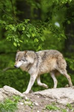Eastern wolf (Canis lupus lycaon) running on a little hill, Bavaria, Germany