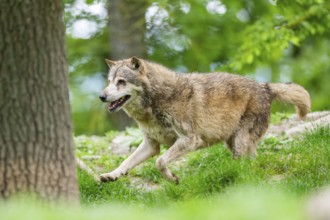 Eastern wolf (Canis lupus lycaon) running, Bavaria, Germany