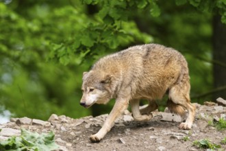 Eastern wolf (Canis lupus lycaon), lower ranking, running abject on a little hill, Bavaria, Germany