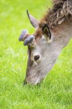 Red deer (Cervus elaphus) stag, portrait, Bavaria, Germany