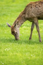 Red deer (Cervus elaphus) hind standing on a meadow, Bavaria, Germany