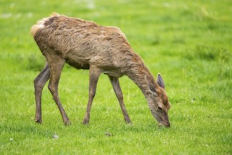 Red deer (Cervus elaphus) hind standing on a meadow, Bavaria, Germany