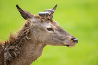Red deer (Cervus elaphus) stag, portrait, Bavaria, Germany