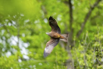 Black kite (Milvus migrans) flying in a forest in early summer, Bavaria, Germany