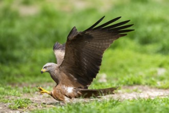 Black kite (Milvus migrans) landing on a meadow while hunting, wildlife, Bavaria, Germany