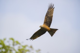 Black kite (Milvus migrans) flying in the sky, Bavaria, Germany