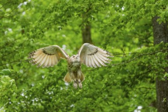 Western Siberian eagle-owl (Bubo bubo sibiricus) landing on a tree, captive, Bavaria, Germany
