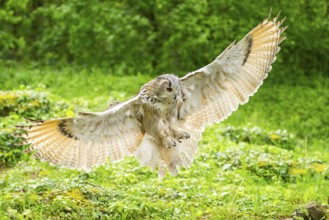 Western Siberian eagle-owl (Bubo bubo sibiricus) landing on the ground, captive, Bavaria, Germany
