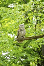 Western Siberian eagle-owl (Bubo bubo sibiricus) sitting on a tree, Bavaria, Germany