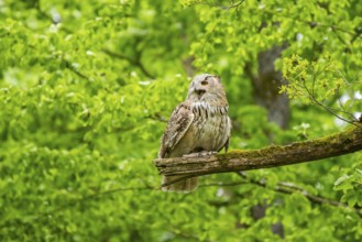 Western Siberian eagle-owl (Bubo bubo sibiricus) sitting on a tree, captive, Bavaria, Germany