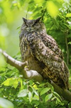 Eurasian eagle-owl (Bubo bubo) sitting on a branch, captive, Bavaria, Germany