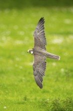 Peregrine falcon (Falco peregrinus) flying over a meadow, Bavaria, Germany