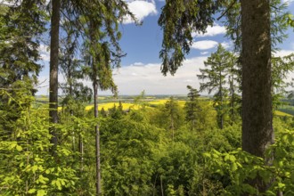 On the porphyry nature trail over the Rochlitz mountain, former panoramic view from the Seidel