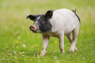 Swabian-Hall swine (Schwäbisch-Hällisches Landschwein) running over a meadow, Germany