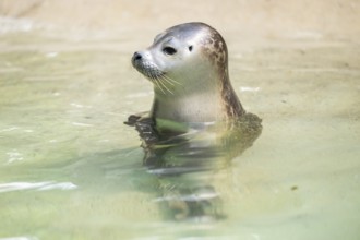 Seal (Phoca vitulina) swimming in the water, captive, Zoo Augsburg, Germany