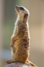 Meerkat (Suricata suricatta) standing on an old tree trunk, captive, Zoo Augsburg, Bavaria, Germany