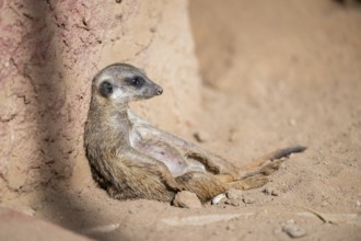 Meerkat (Suricata suricatta) lying in the sand, captive, Zoo Augsburg, Bavaria, Germany