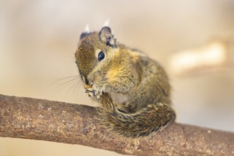 Eastern chipmunk (Tamias striatus), captive, Zoo Augsburg, Germany