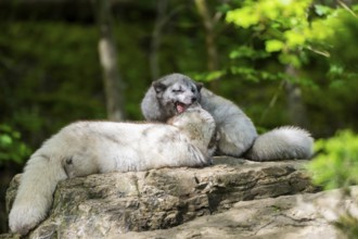 Arctic fox (Vulpes lagopus), captive, Bavaria, Germany