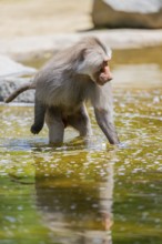 Hamadryas baboon (Papio hamadryas) male walking through the water, captive, Zoo Augsburg, Germany