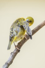 Village weaver (Ploceus cucullatus) sitting on a branch, captive, Zoo Augsburg, Germany