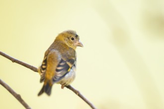 Red siskin (Spinus cucullatus) sitting on a branch, captive, Zoo Augsburg, Germany