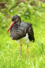 Black stork (Ciconia nigra) walking on a meadow, Bavaria, Germany