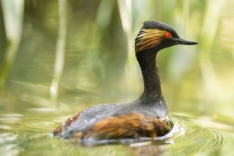 Black-necked grebe or eared grebe (Podiceps nigricollis) swimming in the water, captive, Zoo
