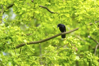 Carrion crow (Corvus corone) sitting on a branch in a forest, Bavaria, Germany
